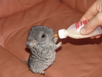 MON CHINCHILLA